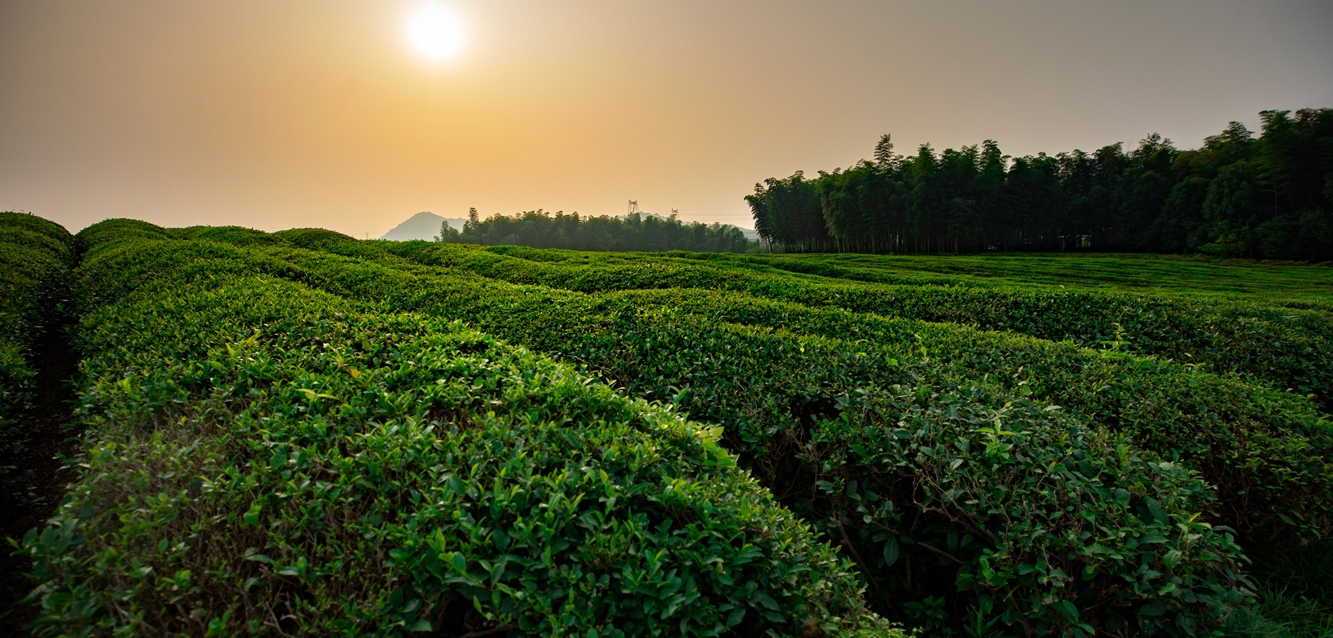 杭州径山竹茶园公墓