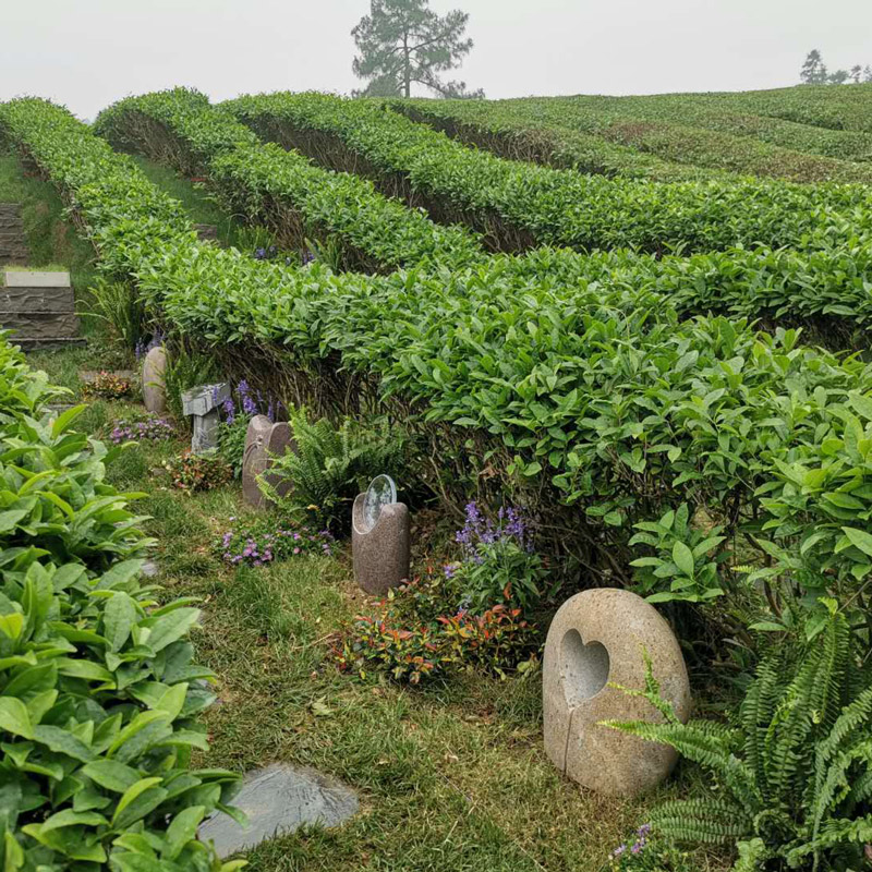 杭州径山竹茶园墓园