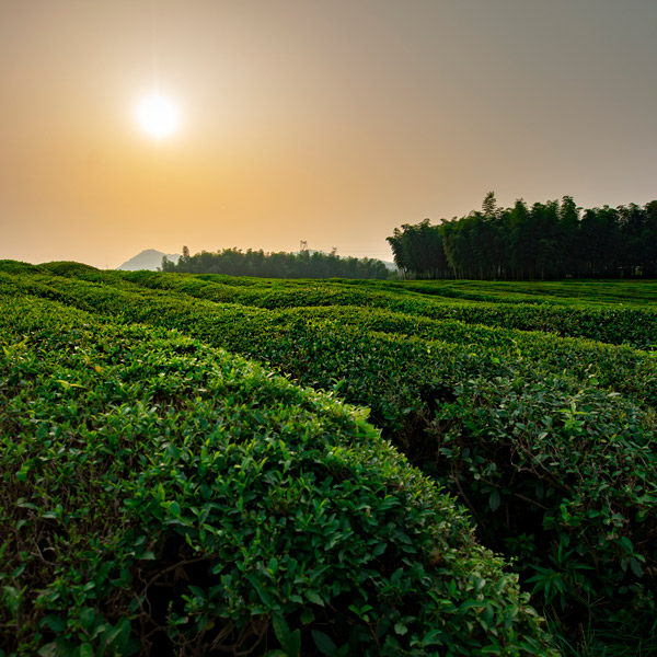 杭州径山竹茶园墓园