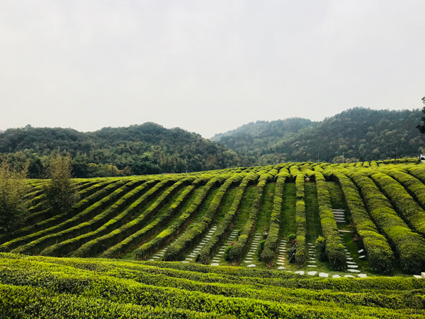 径山竹茶园公墓风景