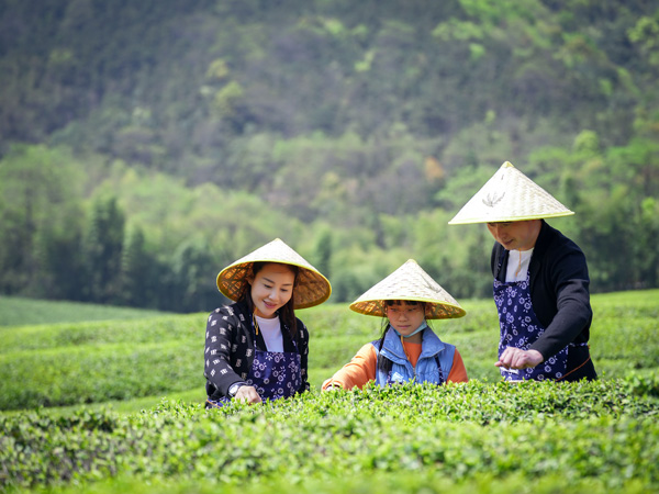 径山竹茶园公墓风景