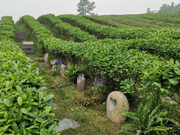 径山竹茶园公墓风景