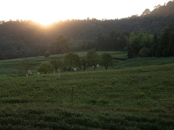 径山竹茶园公墓风景