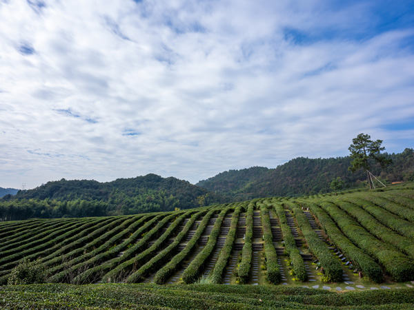 径山竹茶园公墓风景