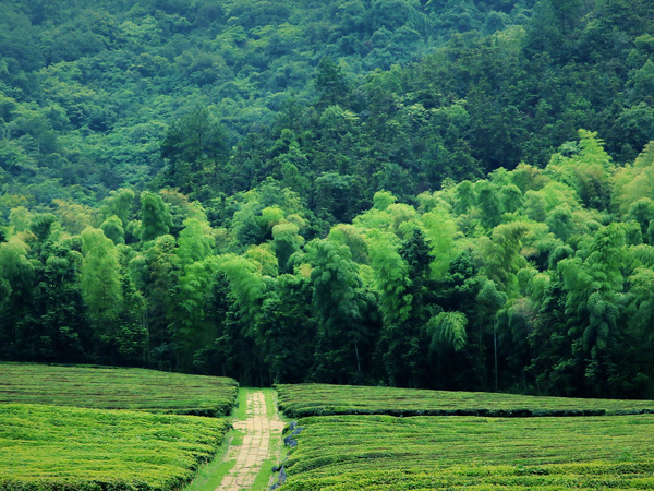 径山竹茶园公墓风景