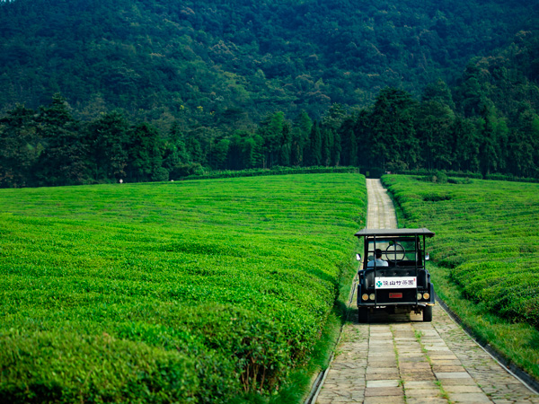 径山竹茶园公墓风景