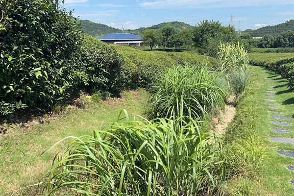 杭州径山竹茶园墓园的地理位置优越性体现在哪些方面？