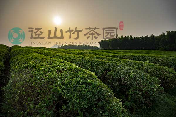 杭州径山竹茶园