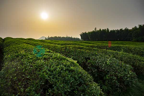 径山竹茶园，现代墓园的人文关怀与生态葬法的结合 