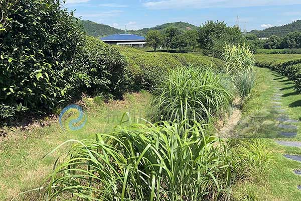 杭州径山竹茶园