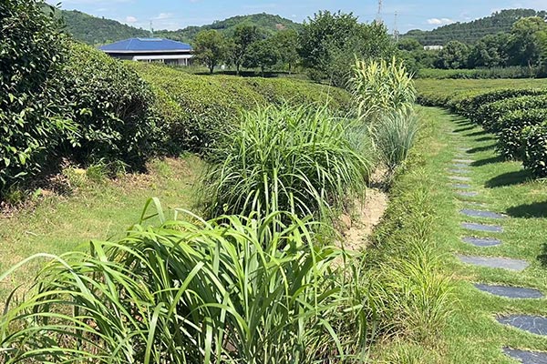 杭州陵园大全采用树葬、草坪葬、鲜花葬、壁葬、洒灰葬和深埋不留标记等生态葬法的越来越多！